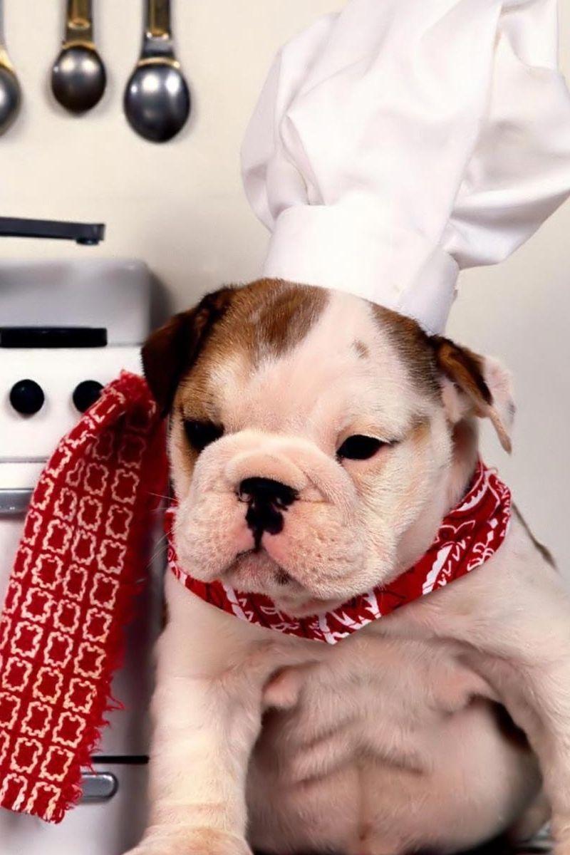 800x1200 Wallpaper Dog, Bulldog, Kitchen, Chef, Hat, Plate, Wallpaper iPhone