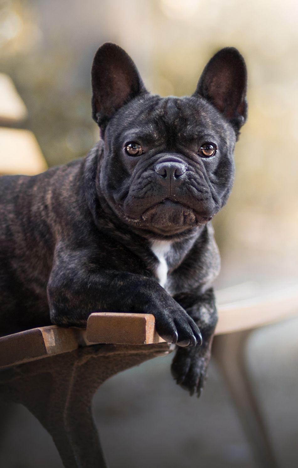 950x1493 Download 950x1534 wallpaper french bulldog, dog, blur, sit, bench, iphone, 950x1534 HD image, background, 506
