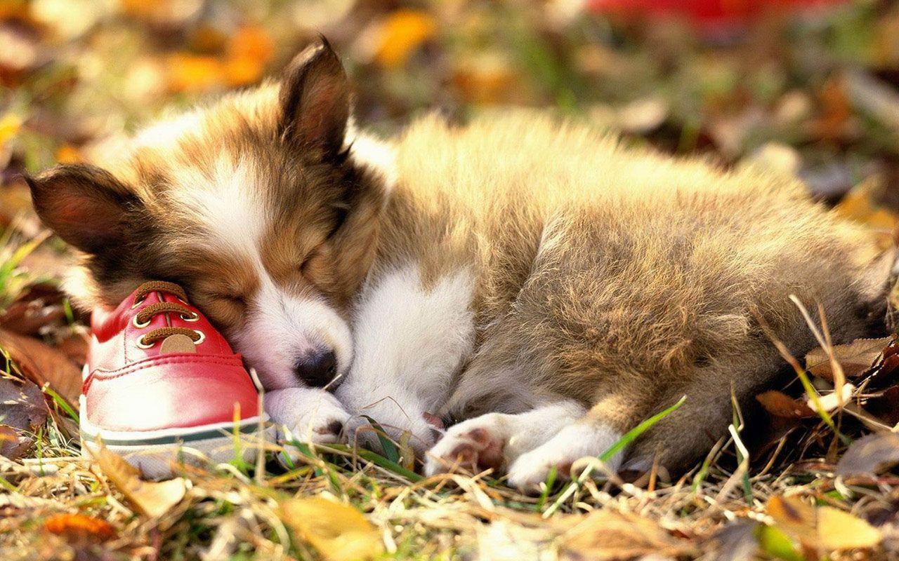 1280x800 Autumn season wallpaper cute dog photography 6 － Animal