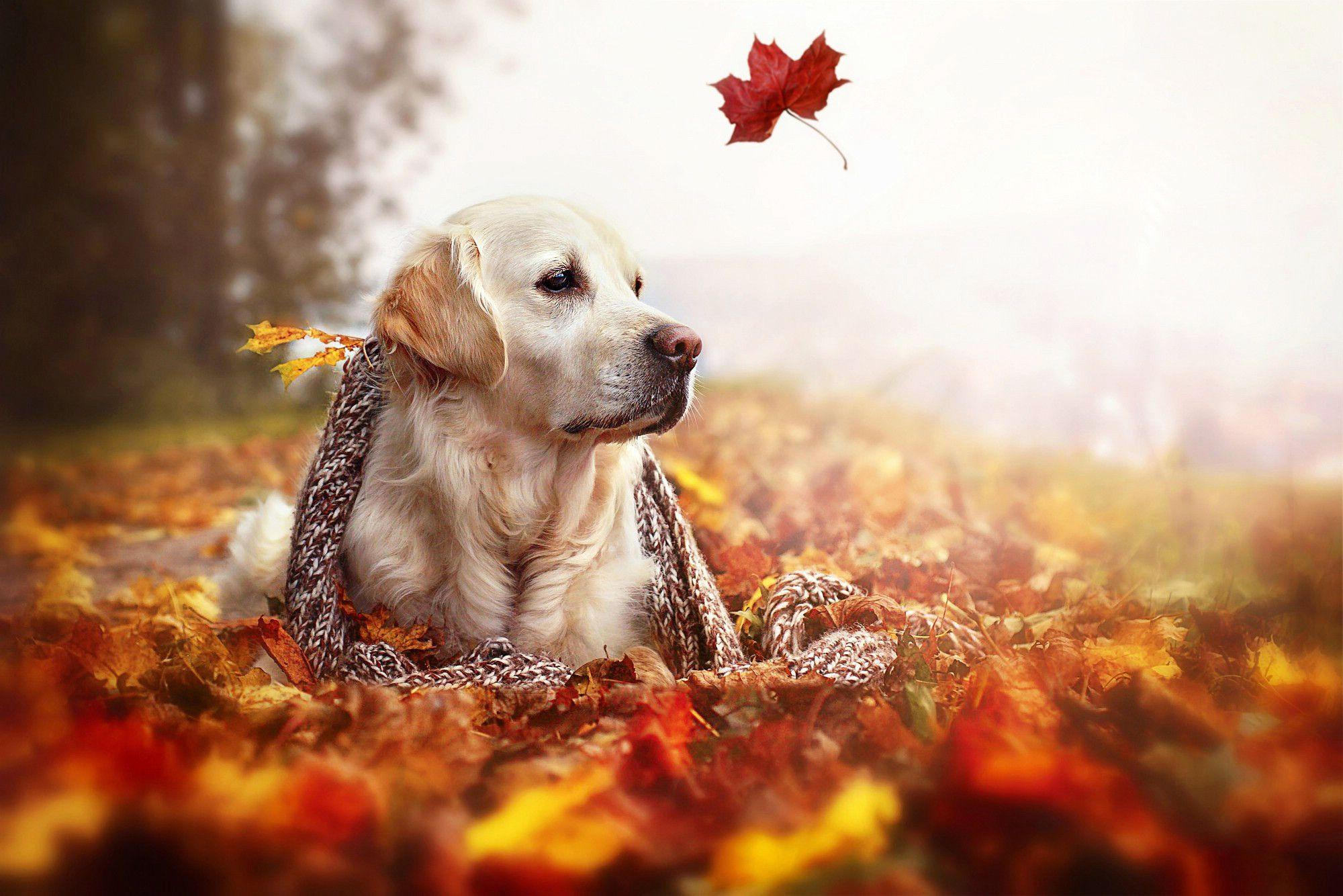 2000x1334 One Autumn leaf in the wind and a beautiful dog relax time. Animal Wallpaper. HD Wallpaper Download for. Beautiful dogs, Dogs golden retriever, Golden retriever