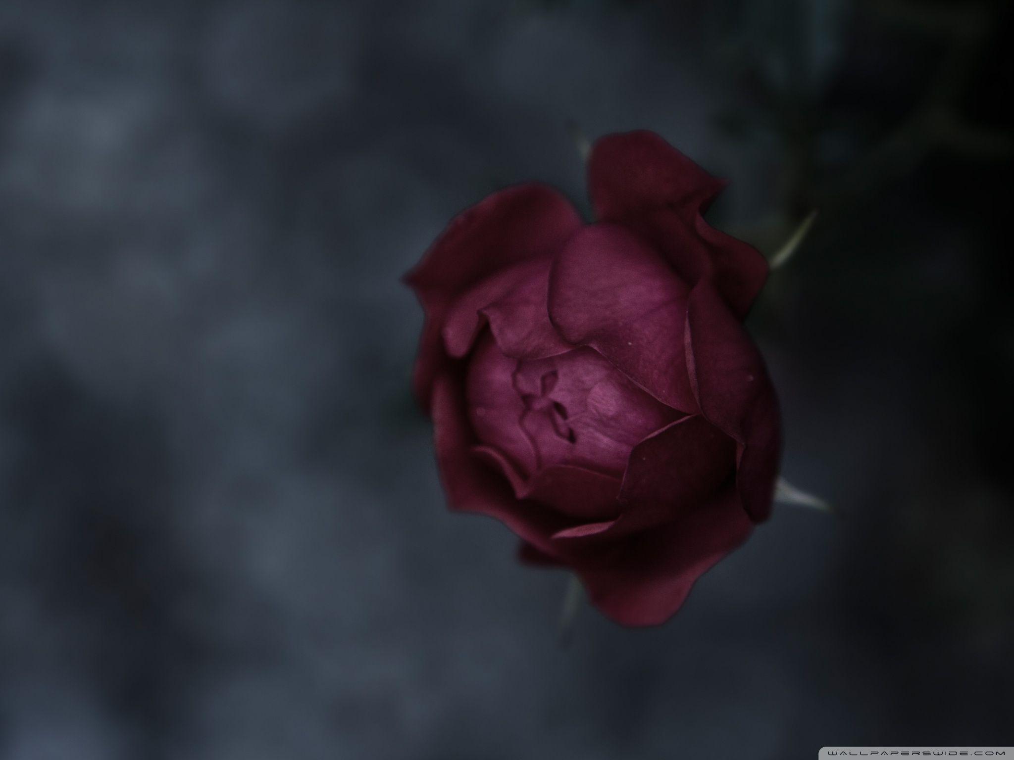 Burgundy Flower Wallpaper