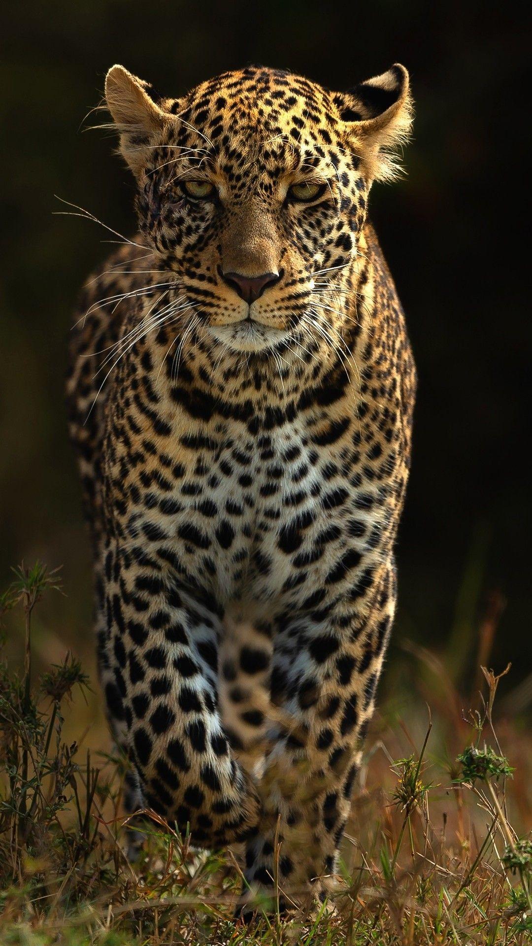 Leopard Phone Wallpapers - Top Free Leopard Phone Backgrounds