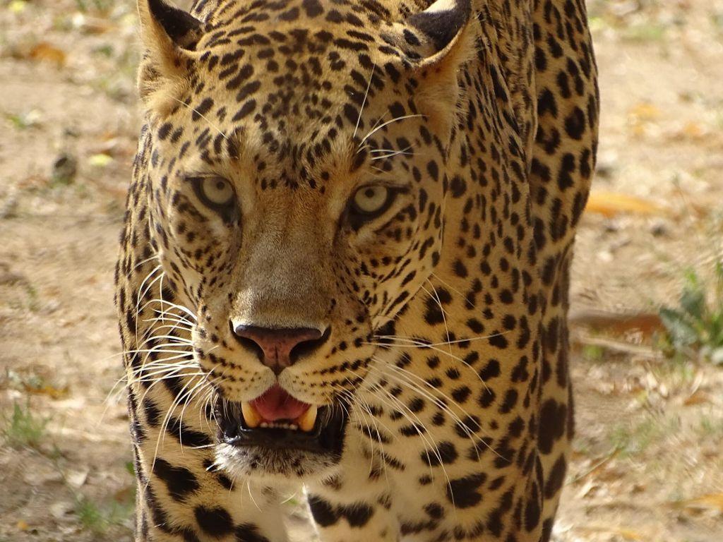 1024x768 Leopard 4K wallpaper for your desktop or mobile screen free and easy to download