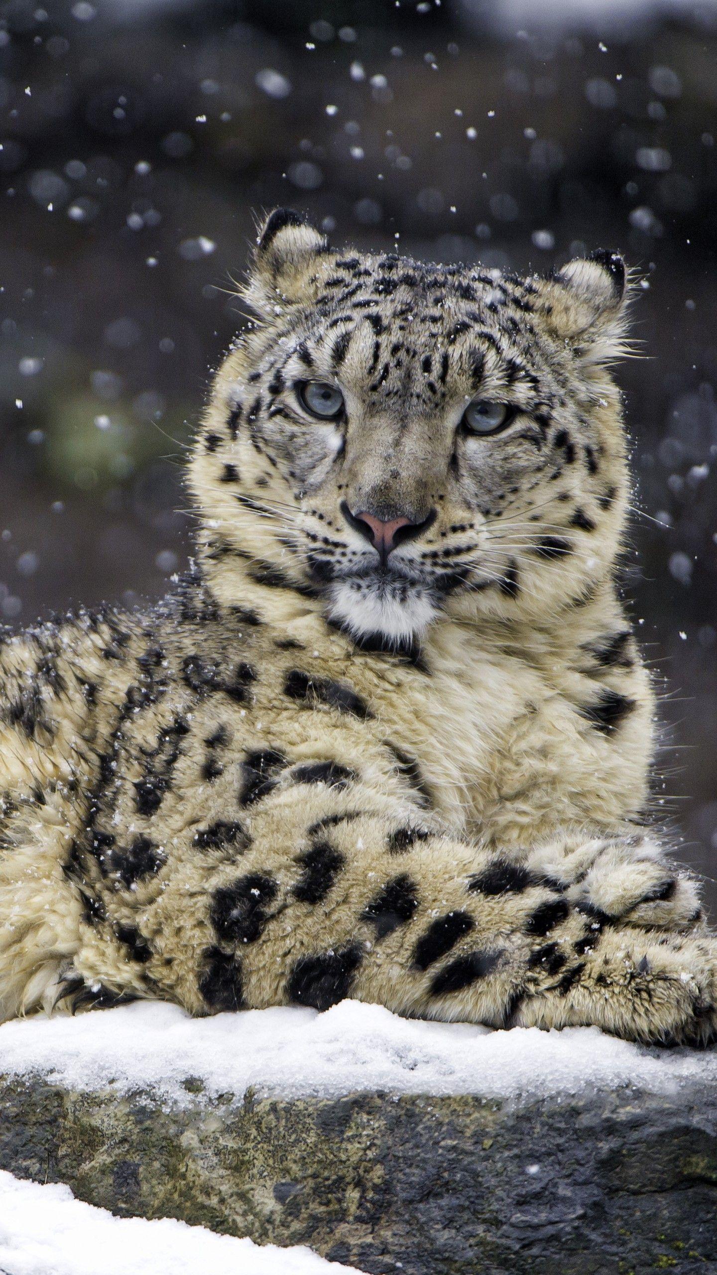 1440x2560 Snow leopard 4K Hình nền, Mùa đông, Mèo lớn, Động vật hoang dã, Người ăn thịt, Động vật ăn thịt, vườn bách thú, 5K, Động vật