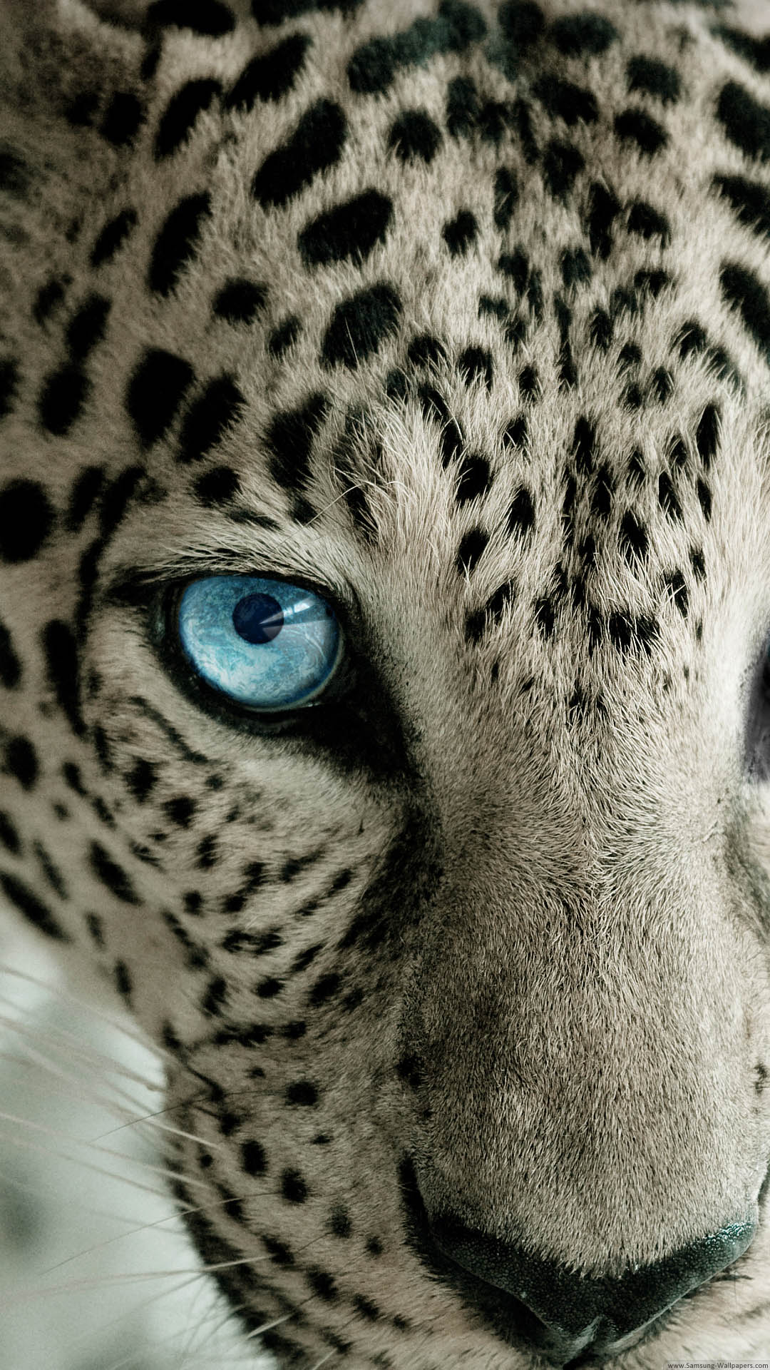 1080x1920 Full HD Leopard Wallpaper cho iPhone