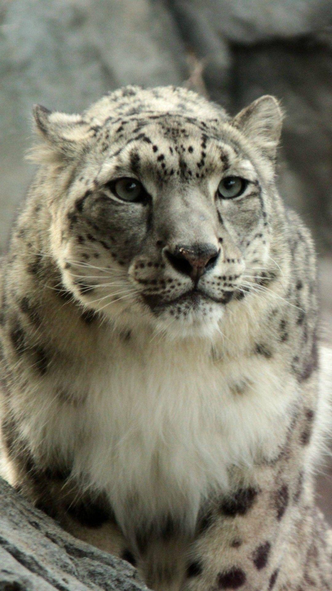1080x1920 Snow Leopard (69)