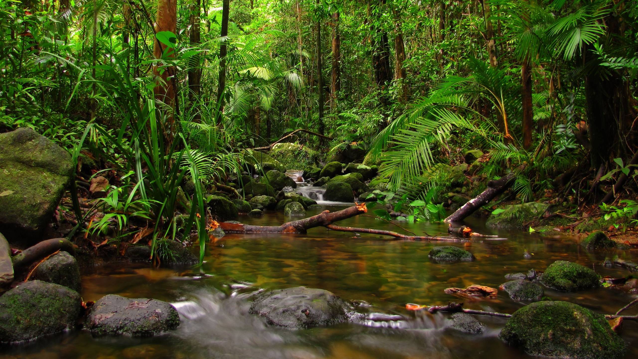 2560x1440 Tropical Rainforest Wallpaper