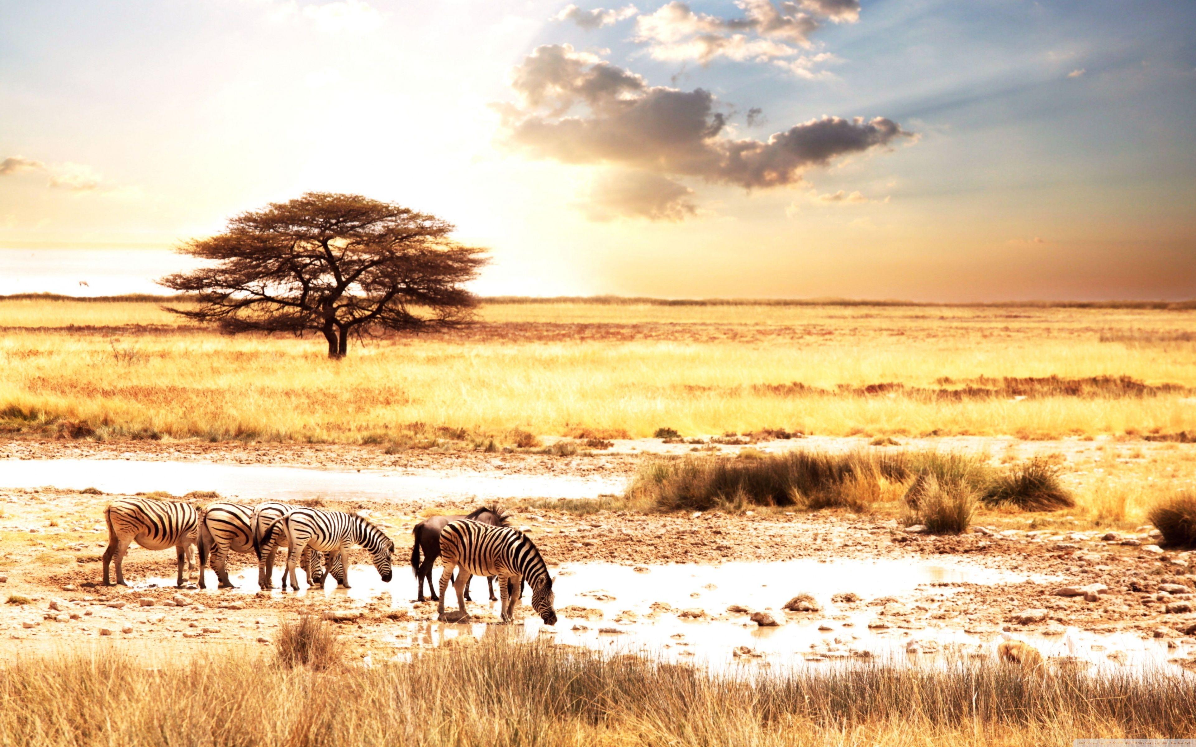 3840x2400 Zebras, Savanna Ultra HD Desktop Background Wallpaper for 4K UHD TV : Multi Display, Dual Monitor : Tablet