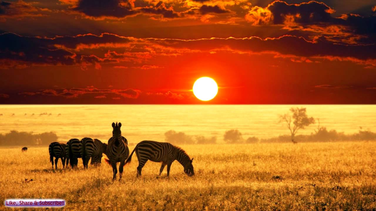 1280x720 African Music. African Savannah. Relax, Study & Ambience