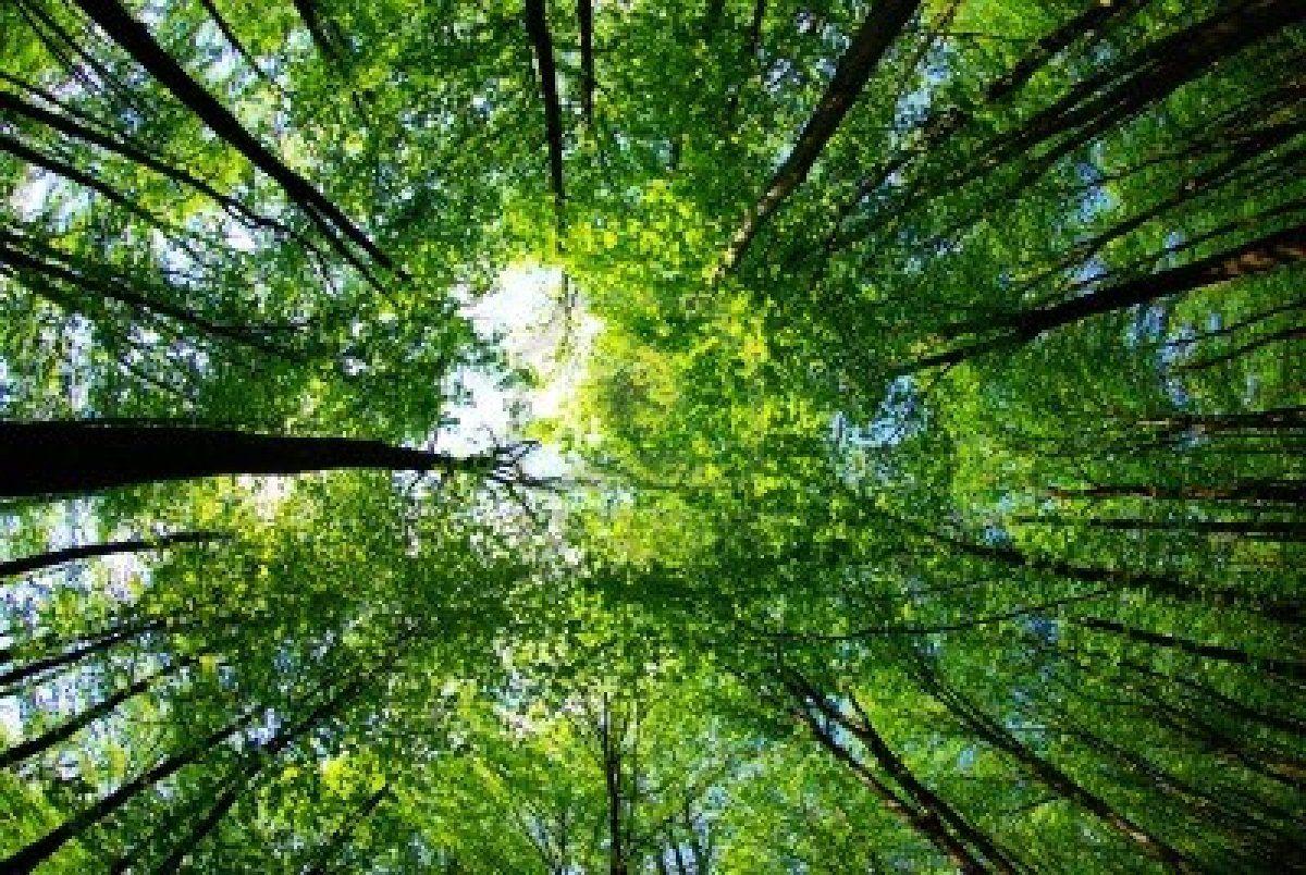 1200x804 Tropical Rainforest Wallpaper Forest Background Wallpaper & Background Download