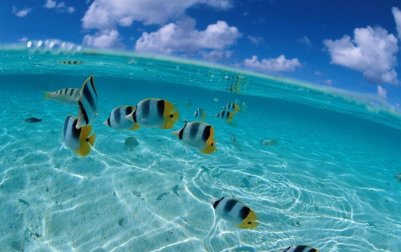 1280x804 Tropical coast wallpaper. Tropical coast