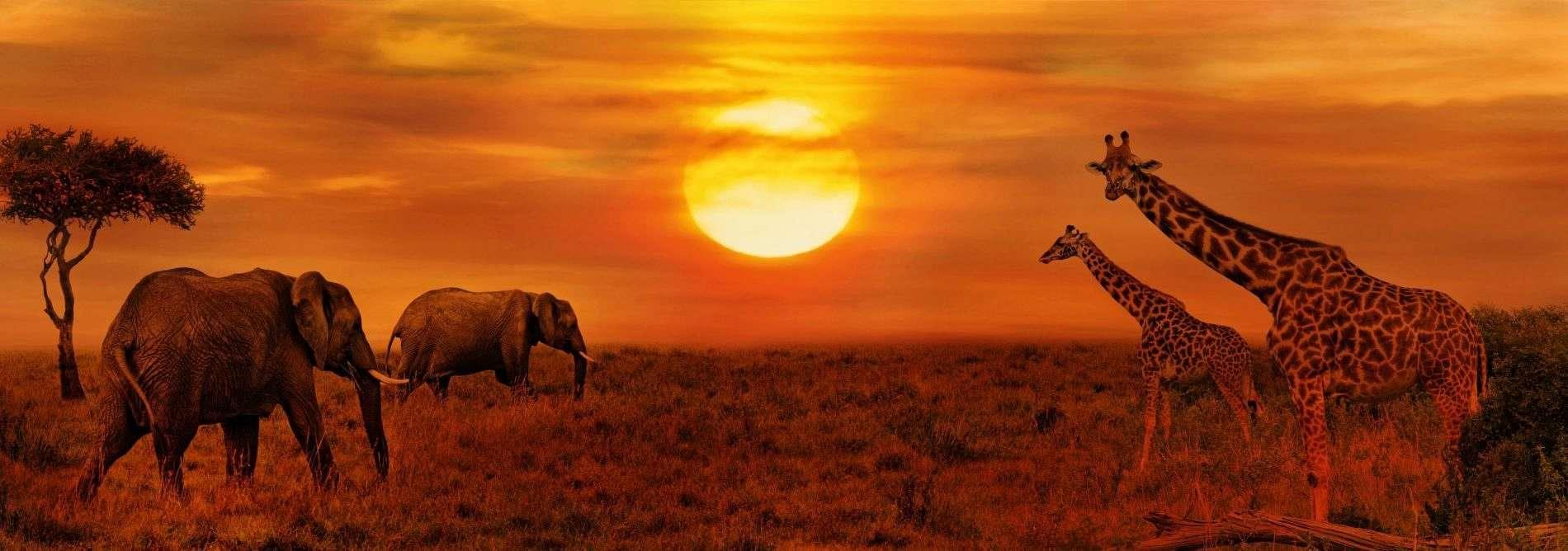 1900x668 Elephants and Giraffes at African Savanna