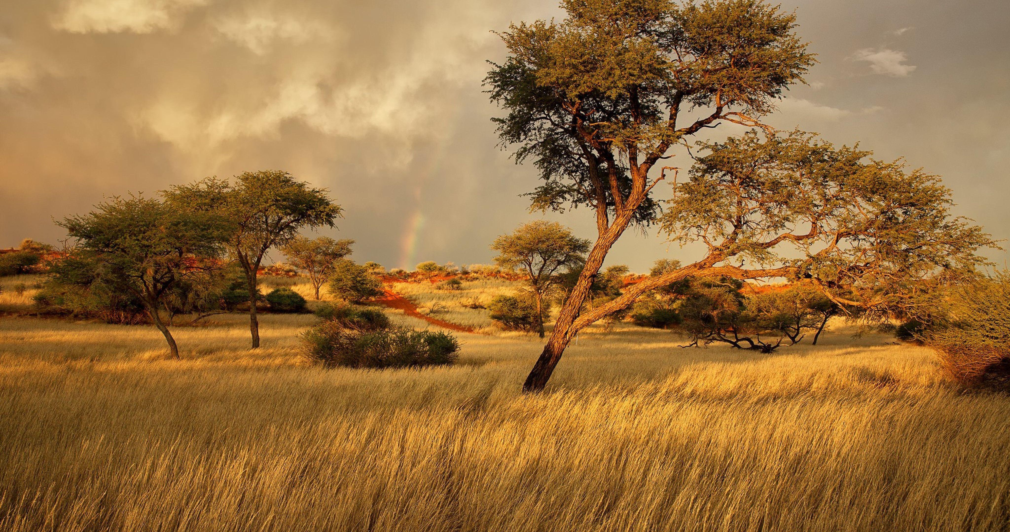 4096x2160 Savanna Wallpaper and Background HD Wallpaper of Savanna