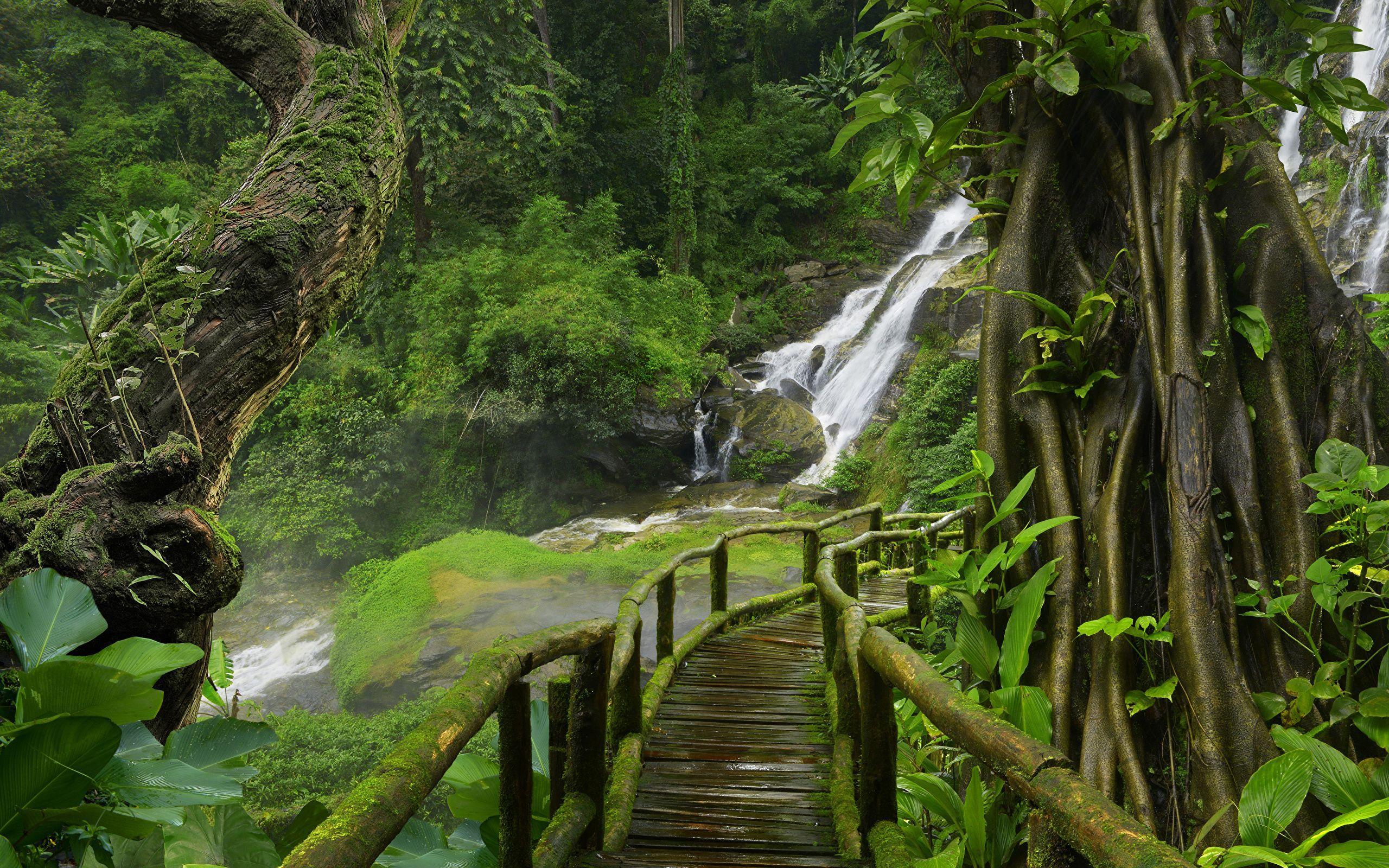 2560x1600 Tropical Jungle Rain Forest Lush Vegetation And Trees Wallpaper & Background Download