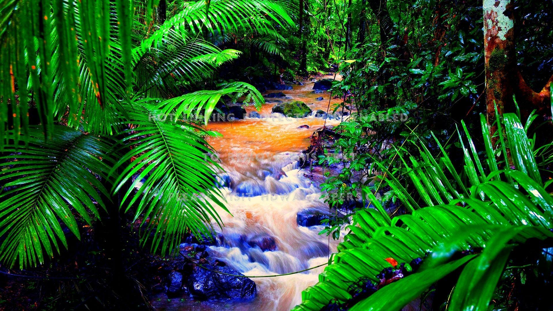 1920x1080 rain forest creek ferns tropical flow