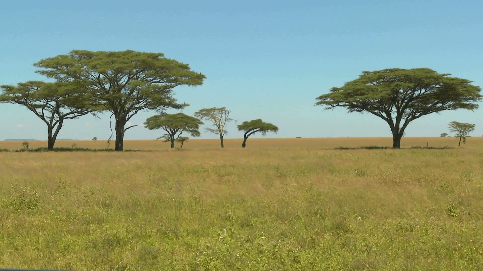 1920x1080 african savannah. Beautiful acacia trees grown on the African savannah. African tree, African plants, Growing tree