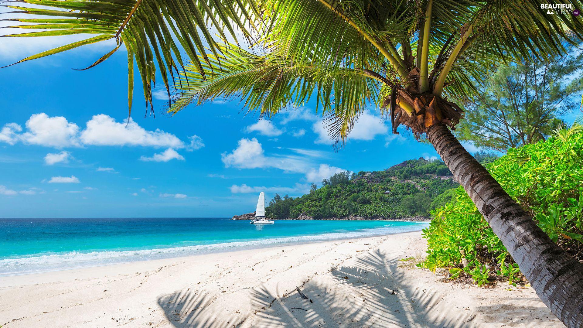 1920x1080 sea, Coast, VEGETATION, Beaches, Tropical, Palms, Yacht views wallpaper: 1920x1080