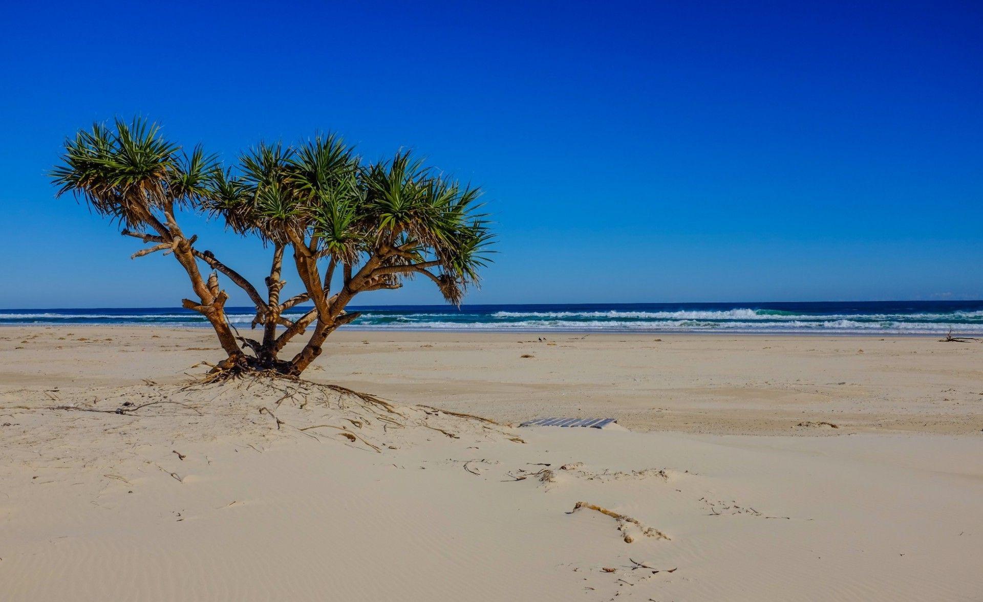 1920x1177 Exotic Bush on the sand of the tropical coast