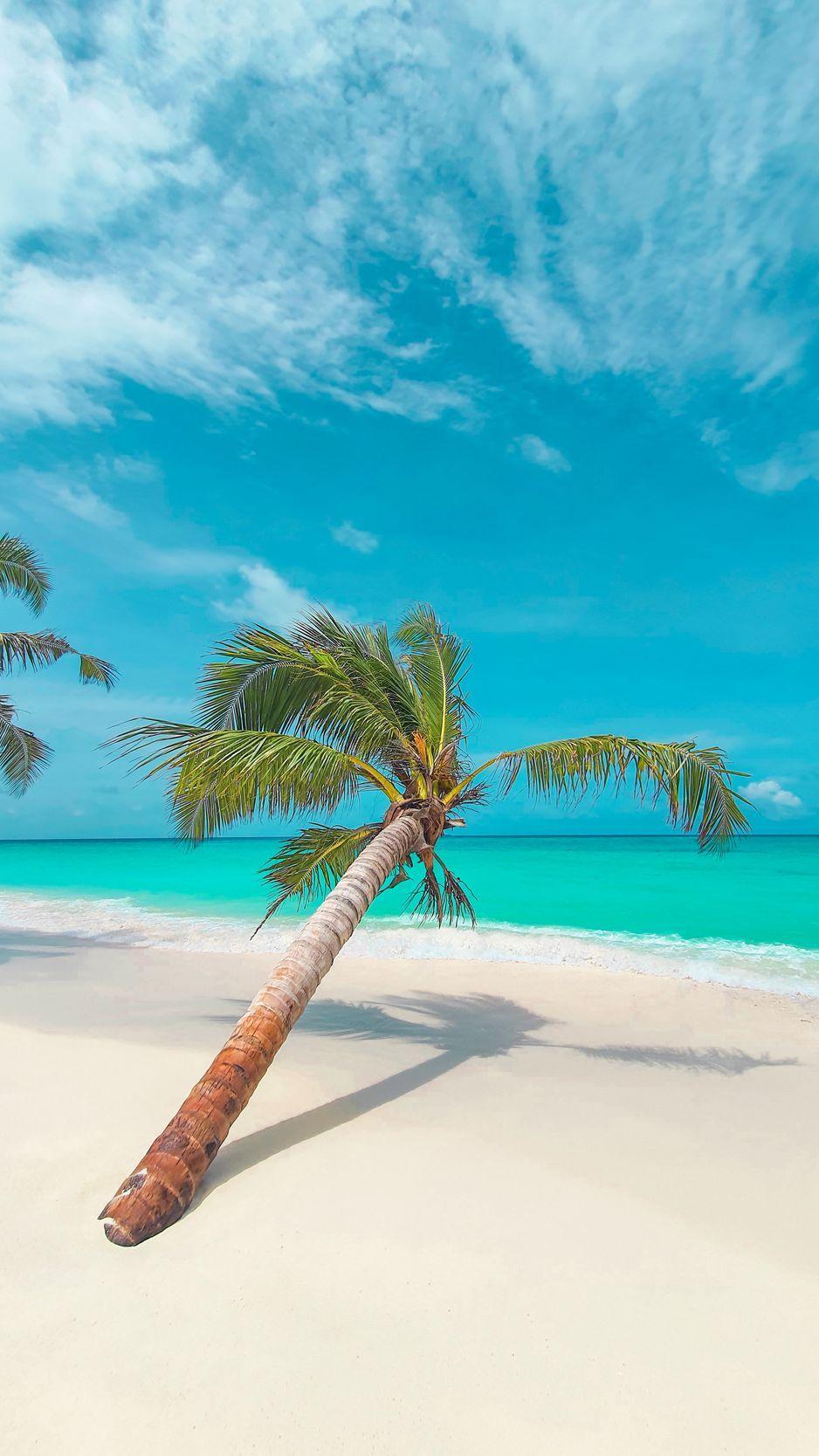 938x1668 Download Wallpaper 938x1668 Palm, Leaves, Beach, Coast, Tropical Iphone 8 7 6s 6 For Parallax HD Background
