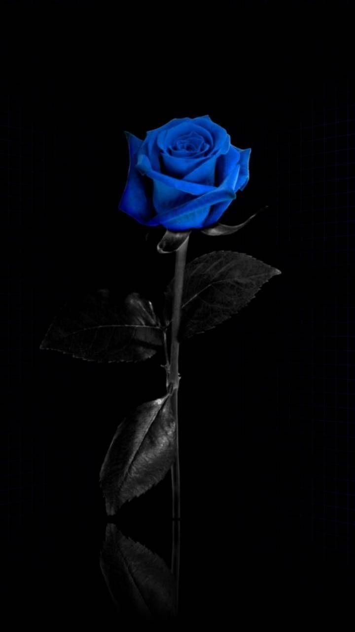 720x1280 Color Splash!. Blue roses wallpaper, Rose wallpaper, Blue rose tattoos
