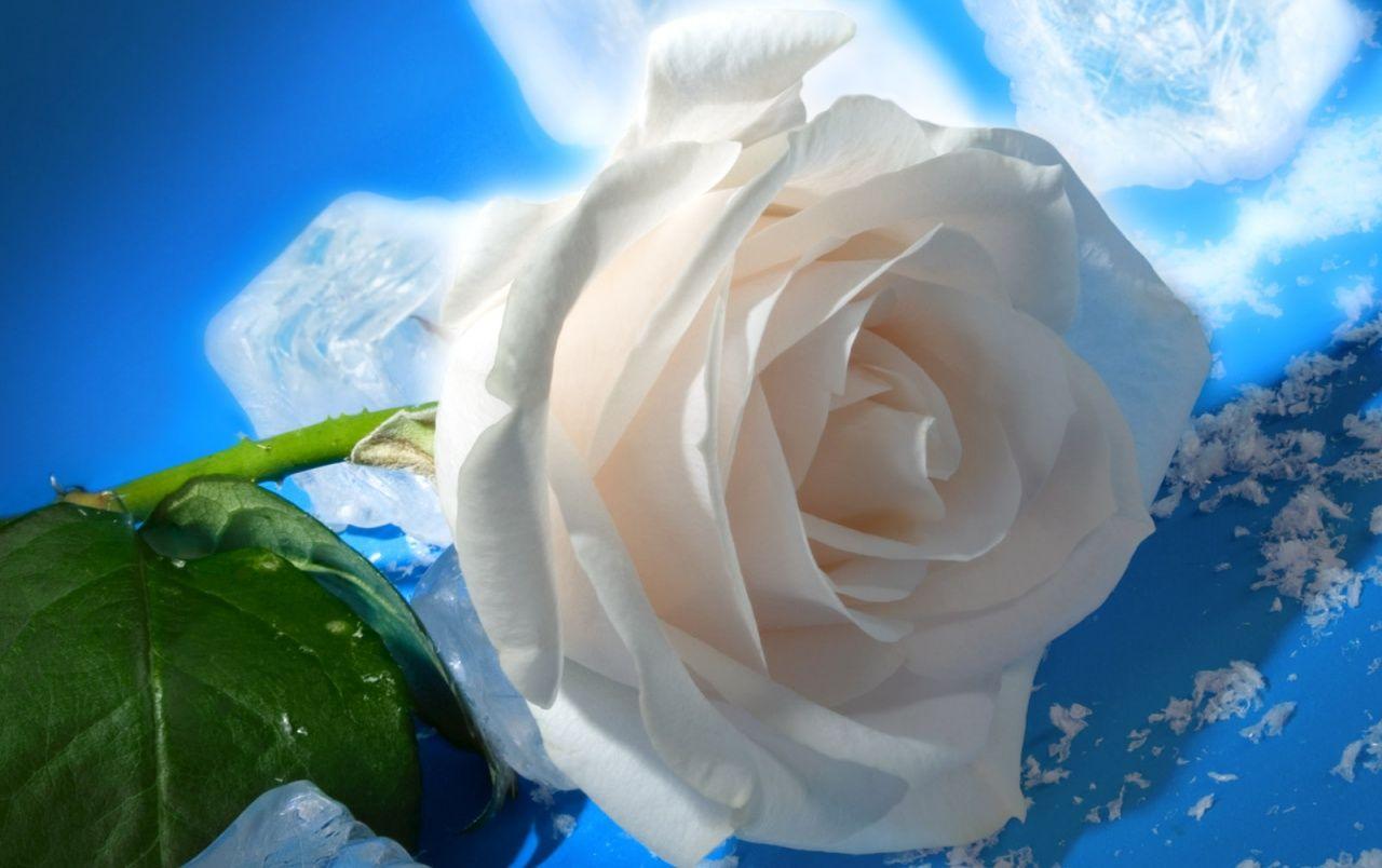 1280x804 Rose & Ice wallpaper. Rose & Ice
