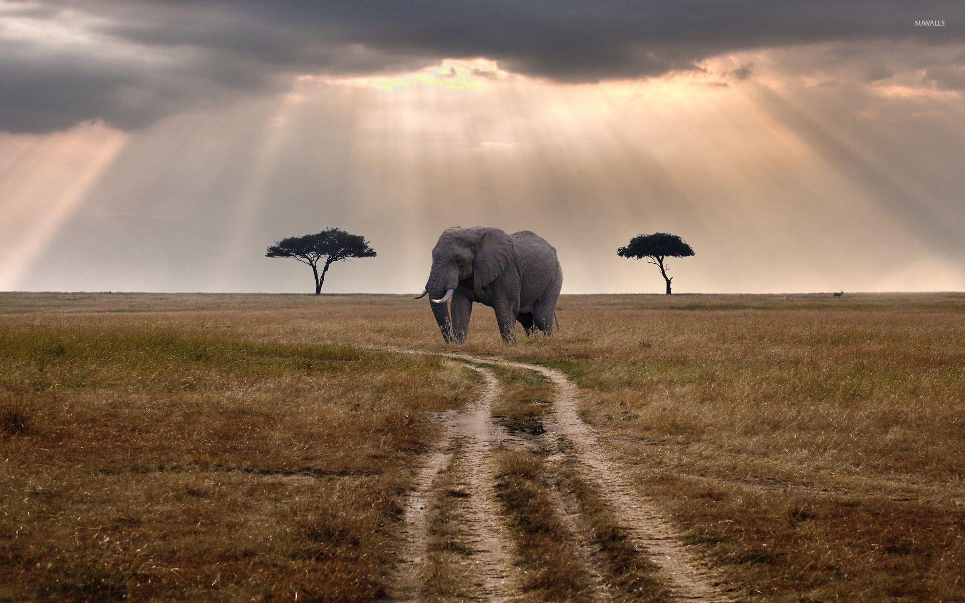 1920x1200 African Elephant Wallpaper Nature Wallpaper & Background Download