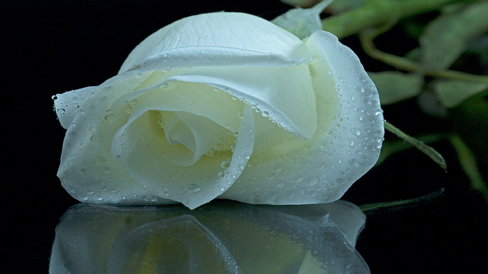 1920x1080 White Rose Background High Quality Image