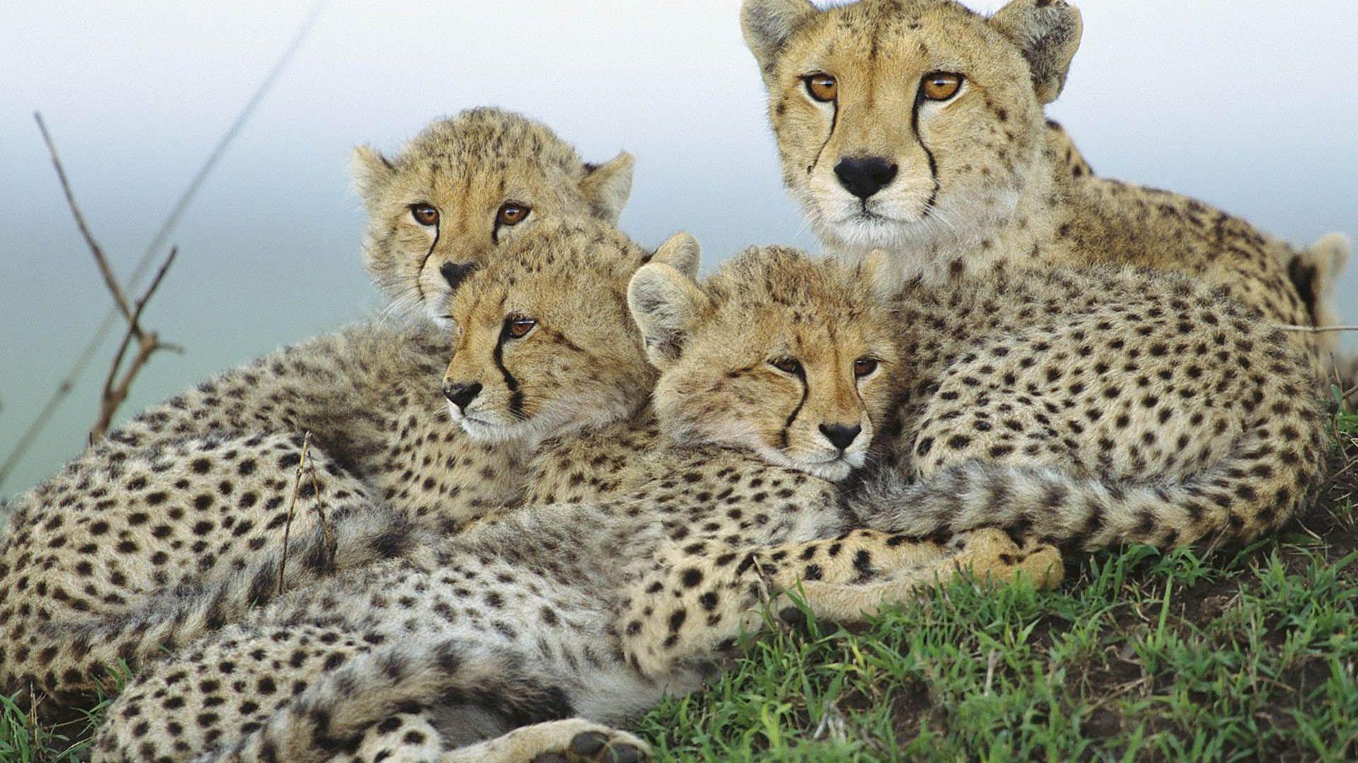 1920x1080 Cheetah Running Wallpaper Background Wallpaper HD Tropical Savanna Animals
