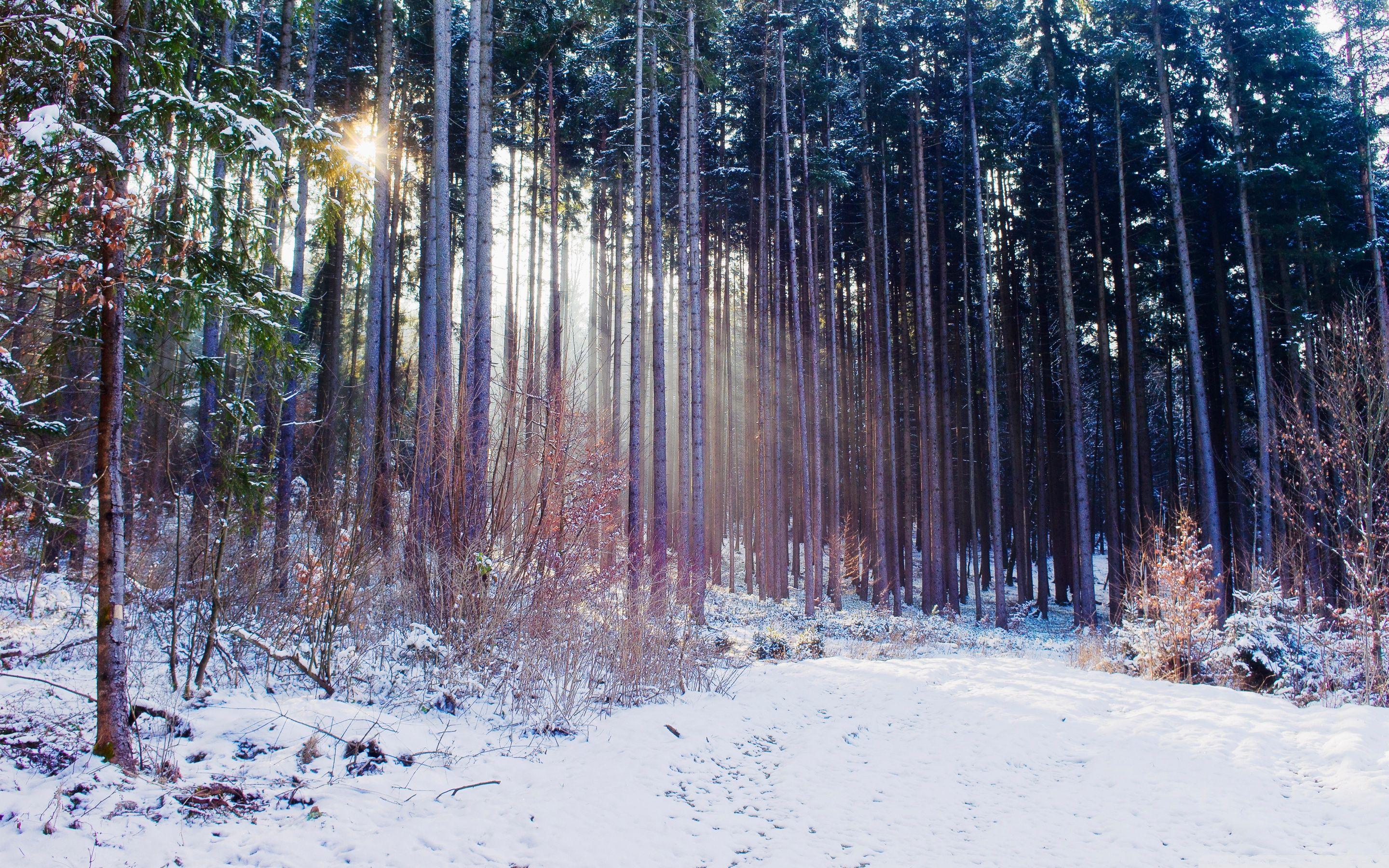 2880x1800 Thin Trees, Winter ❤ 4K HD Desktop Wallpaper for 4K Ultra HD TV