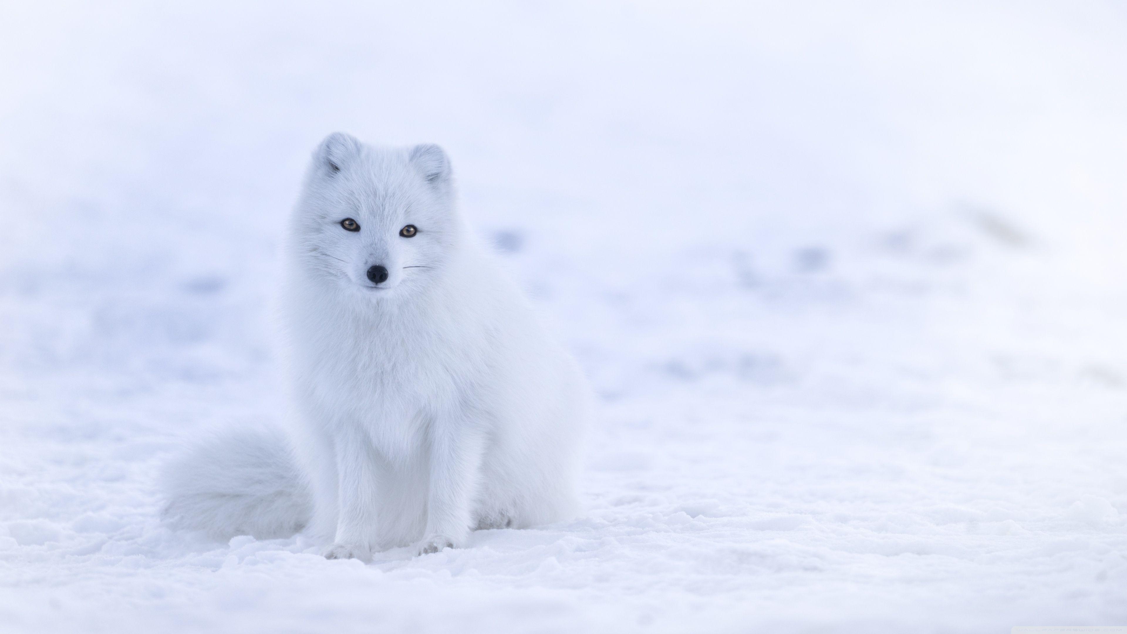3840x2160 White Fox Ultra HD Desktop Background Wallpaper for 4K UHD TV : Widescreen & UltraWide Desktop & Laptop : Multi Display, Dual Monitor : Tablet
