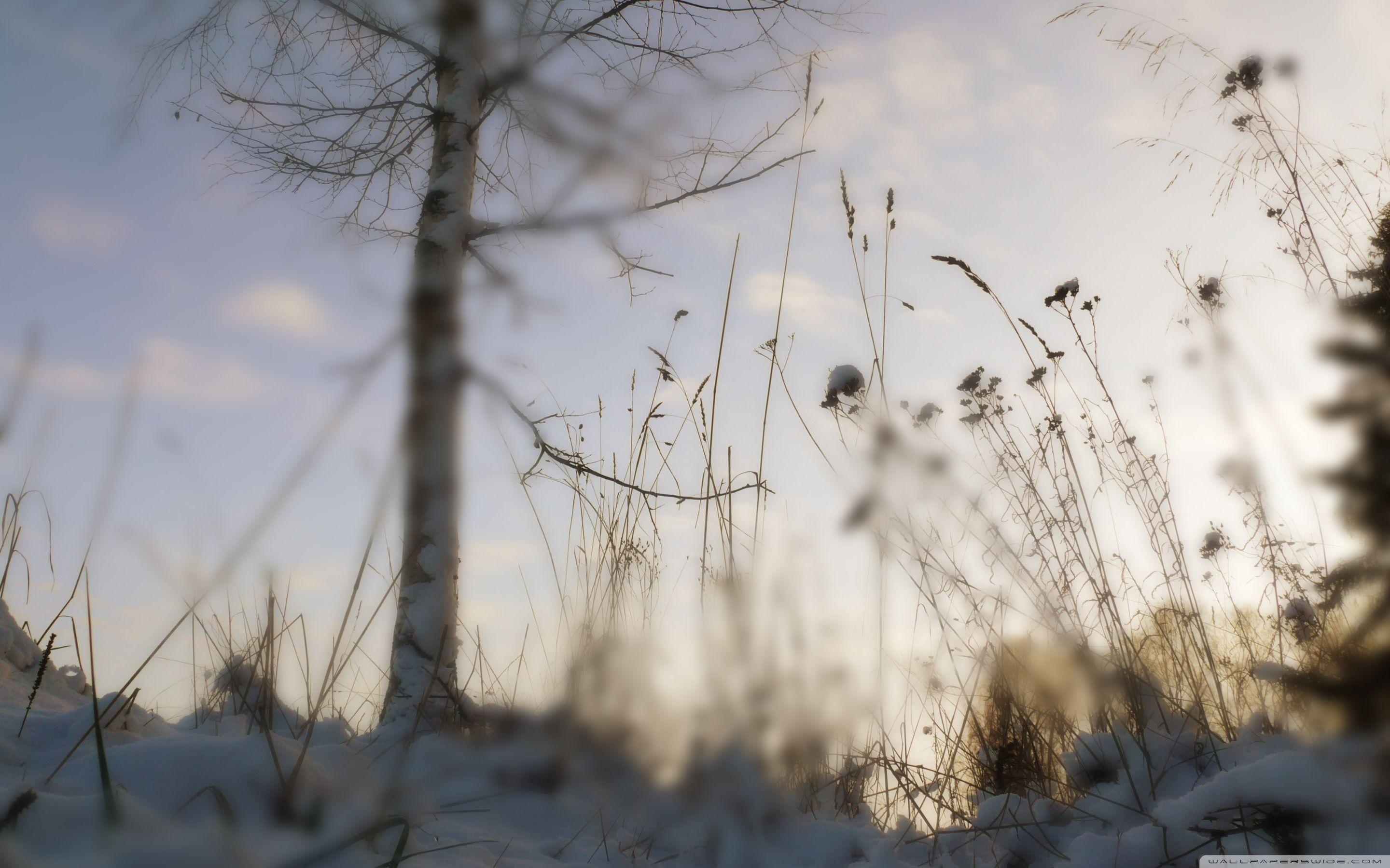 2880x1800 Download Winter Blur HD Wallpaper