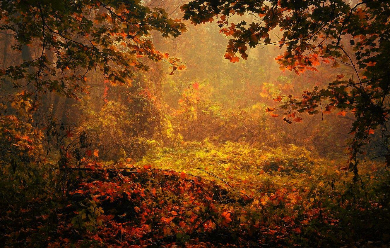 Autumn Painting Wallpapers - Top Free Autumn Painting Backgrounds ...