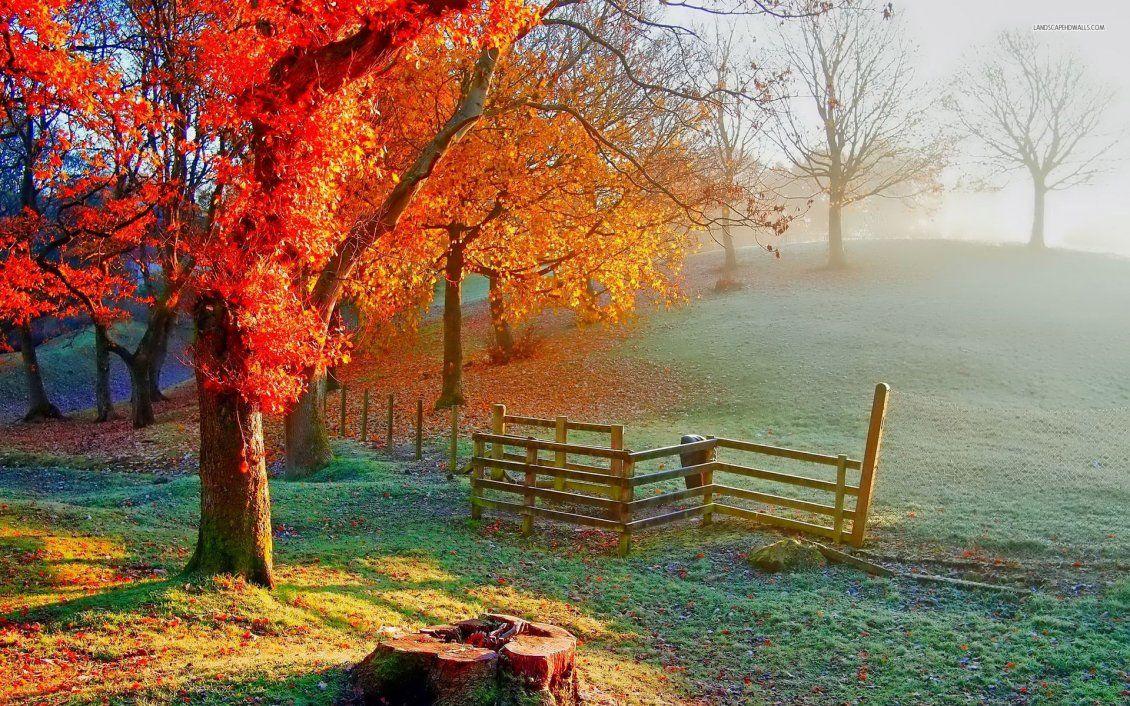 1130x706 Beautiful Autumn painting on the field
