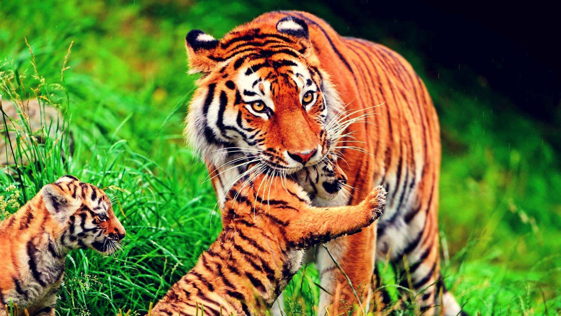 1920x1080 Wallpaper HD Tiger HD Background Wallpaper 31 HD Wallpaper Cub And Father Wallpaper & Background Download