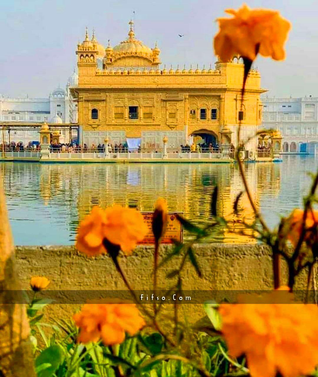 Golden Temple at Night Wallpapers Top Free Golden Temple at Night