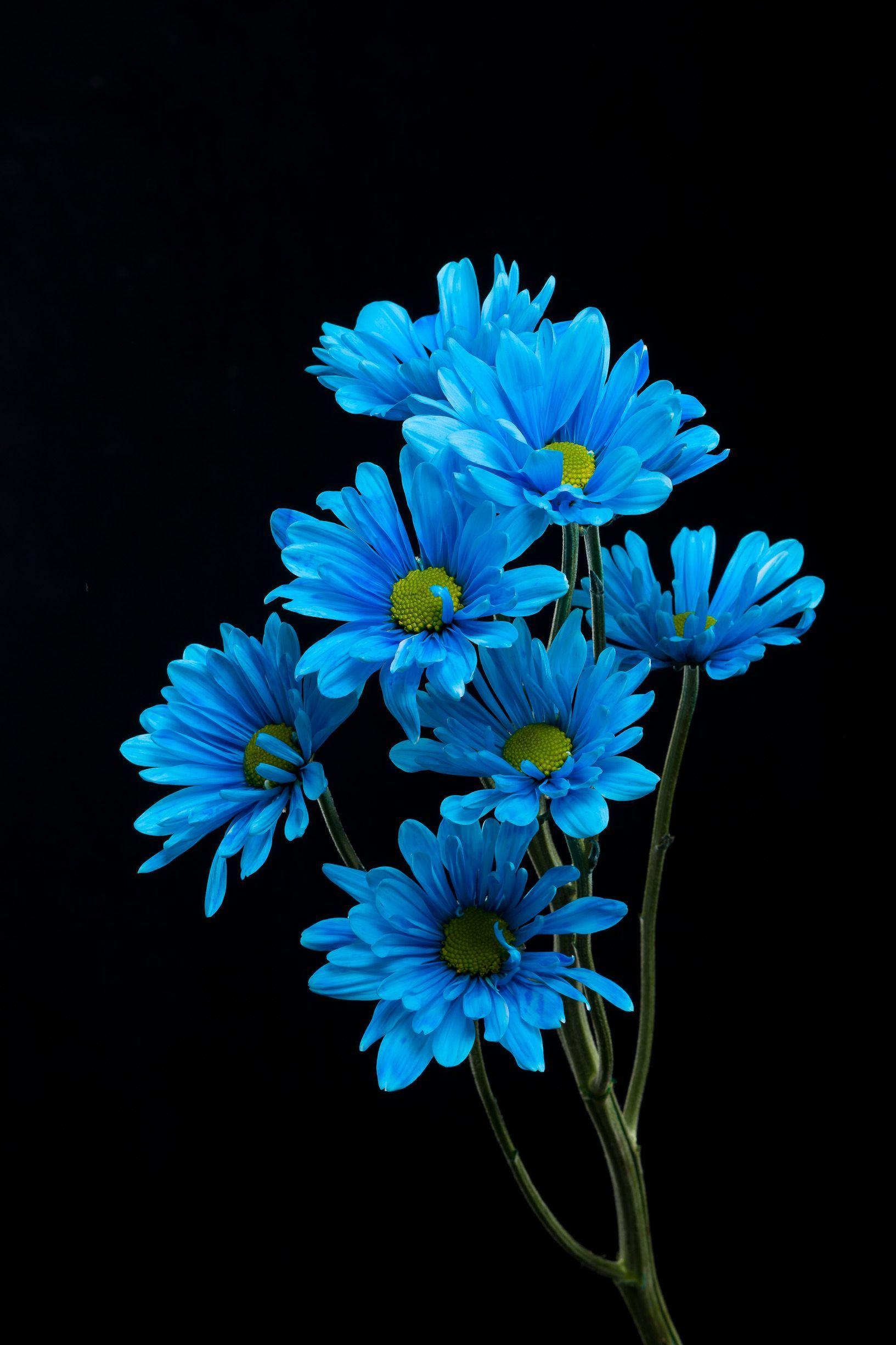 Blue Flowers Aesthetic Wallpapers - Top Free Blue Flowers Aesthetic