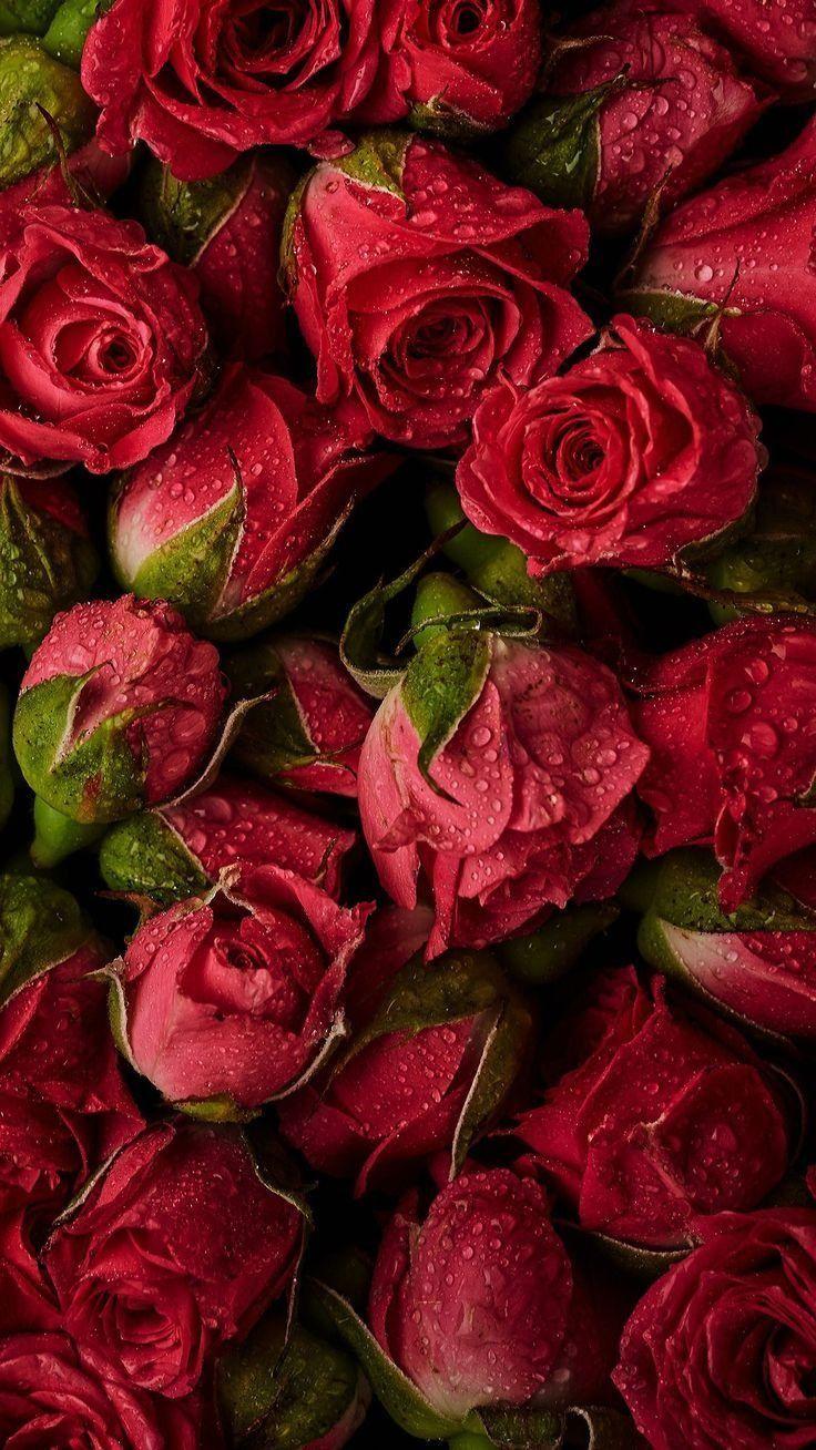 736x1308 Aesthetic Vintage Wallpaper
