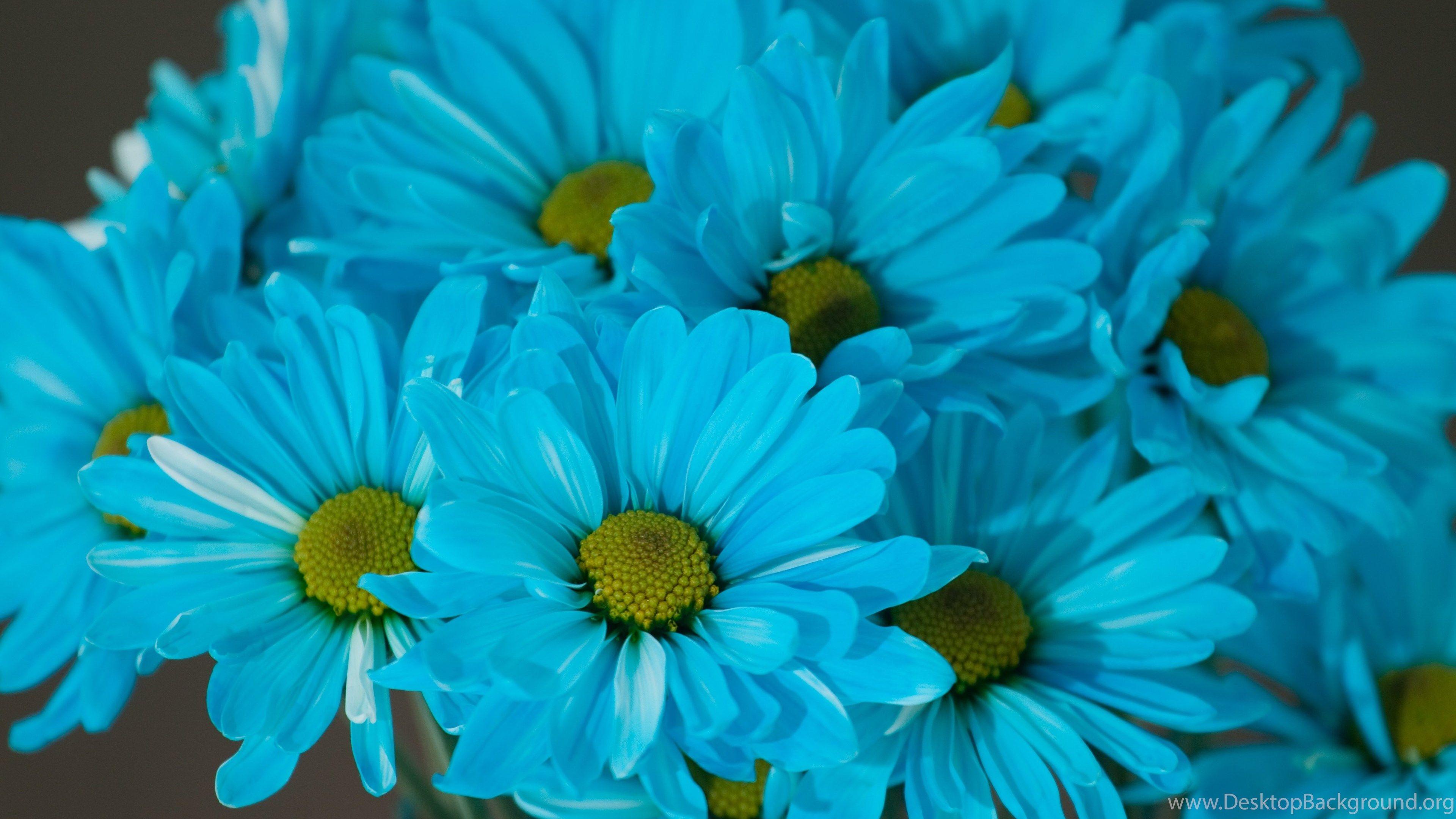3840x2160 Blue Computer Wallpaper, Desktop Background Desktop Background