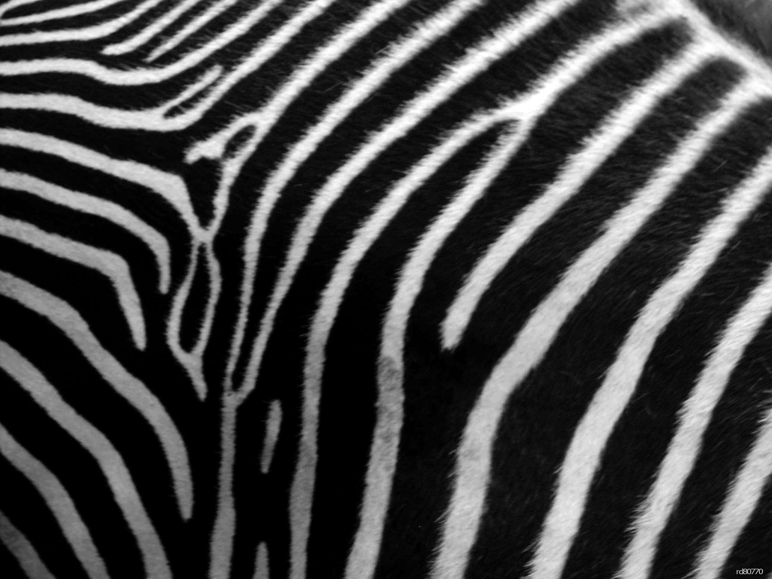2560x1920 Zebra Desktop Wallpaper