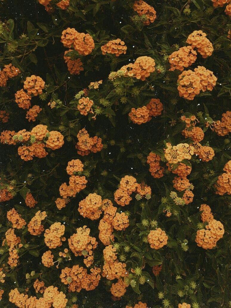 774x1032 Look at this beautiful world. Flower aesthetic, Flower iphone wallpaper, Aesthetic wallpaper
