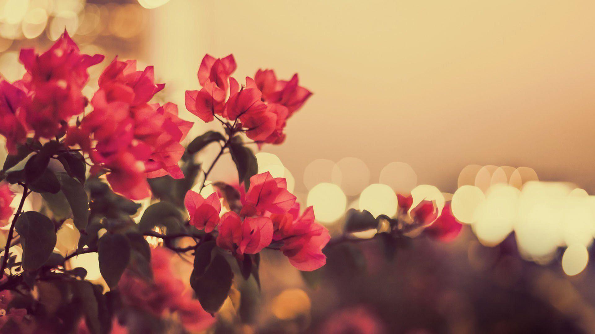 1920x1080 Aesthetic Flower Wallpaper Laptop HD