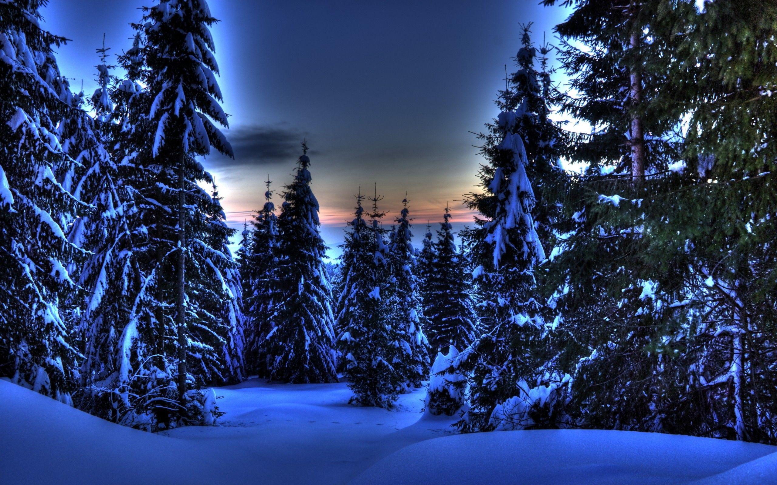2560x1600 Romanian Winter Transylvania Peaceful White Apuseni Romania Amazing