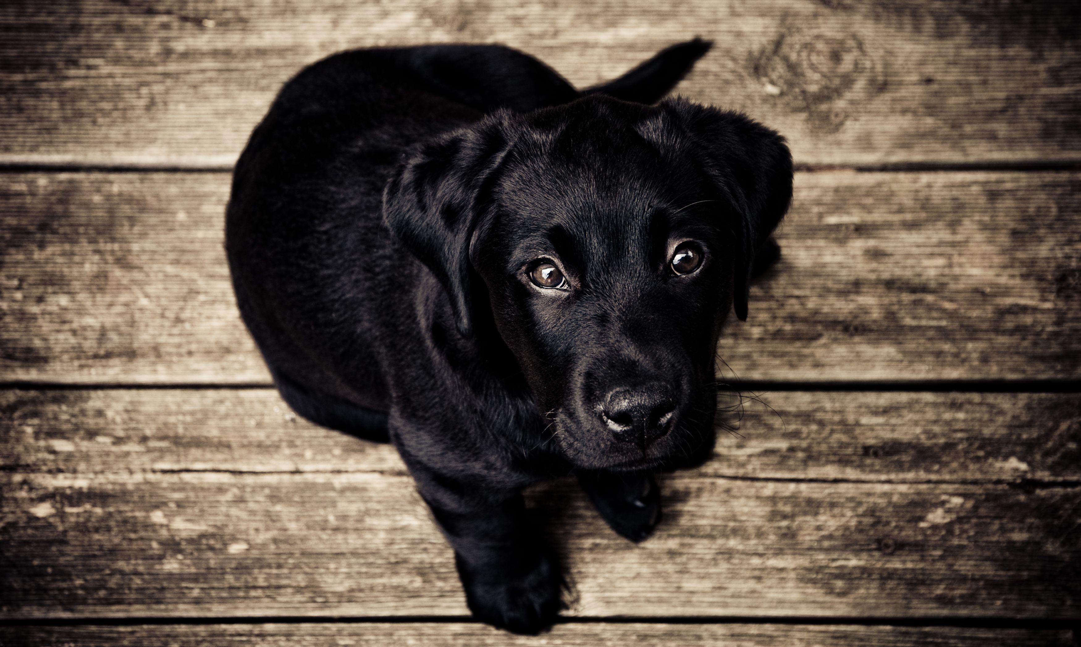 3500x2095 Labrador Picture. Download Free Image
