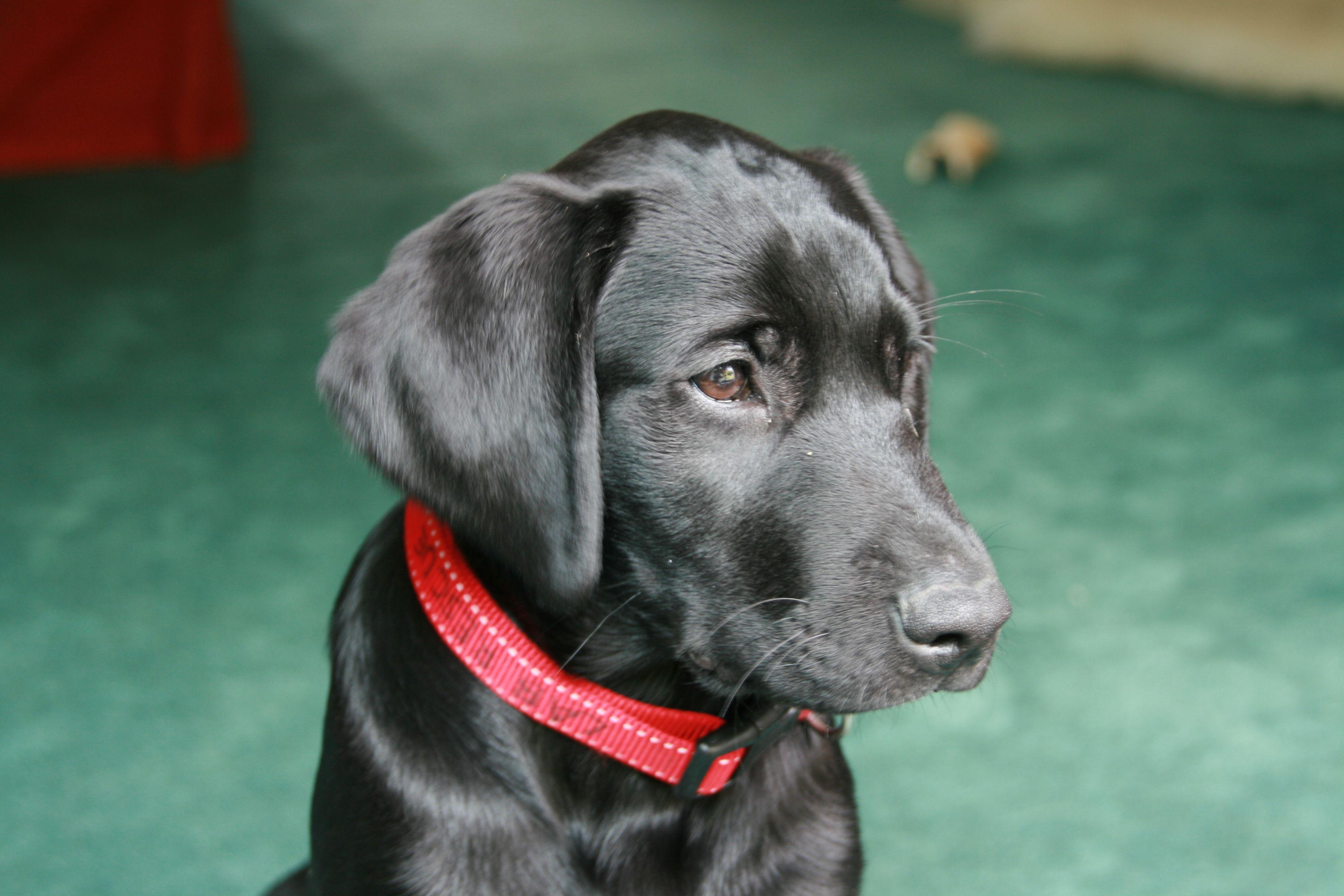 3888x2592 Black labrador