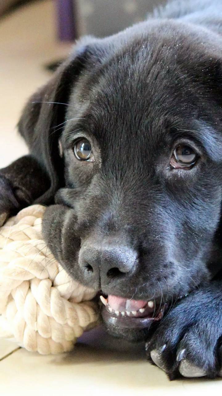 720x1280 Black Labrador Puppy wallpaper