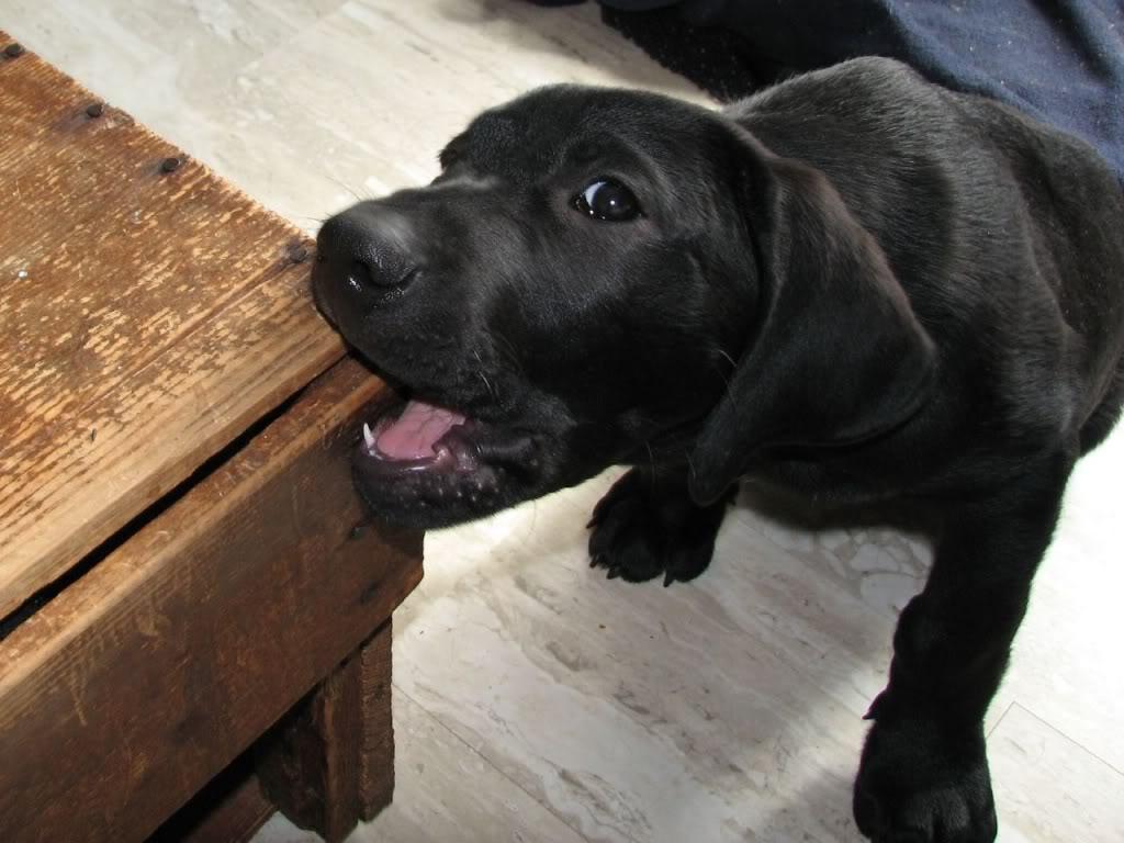 1024x768 Lab Puppies Wallpaper