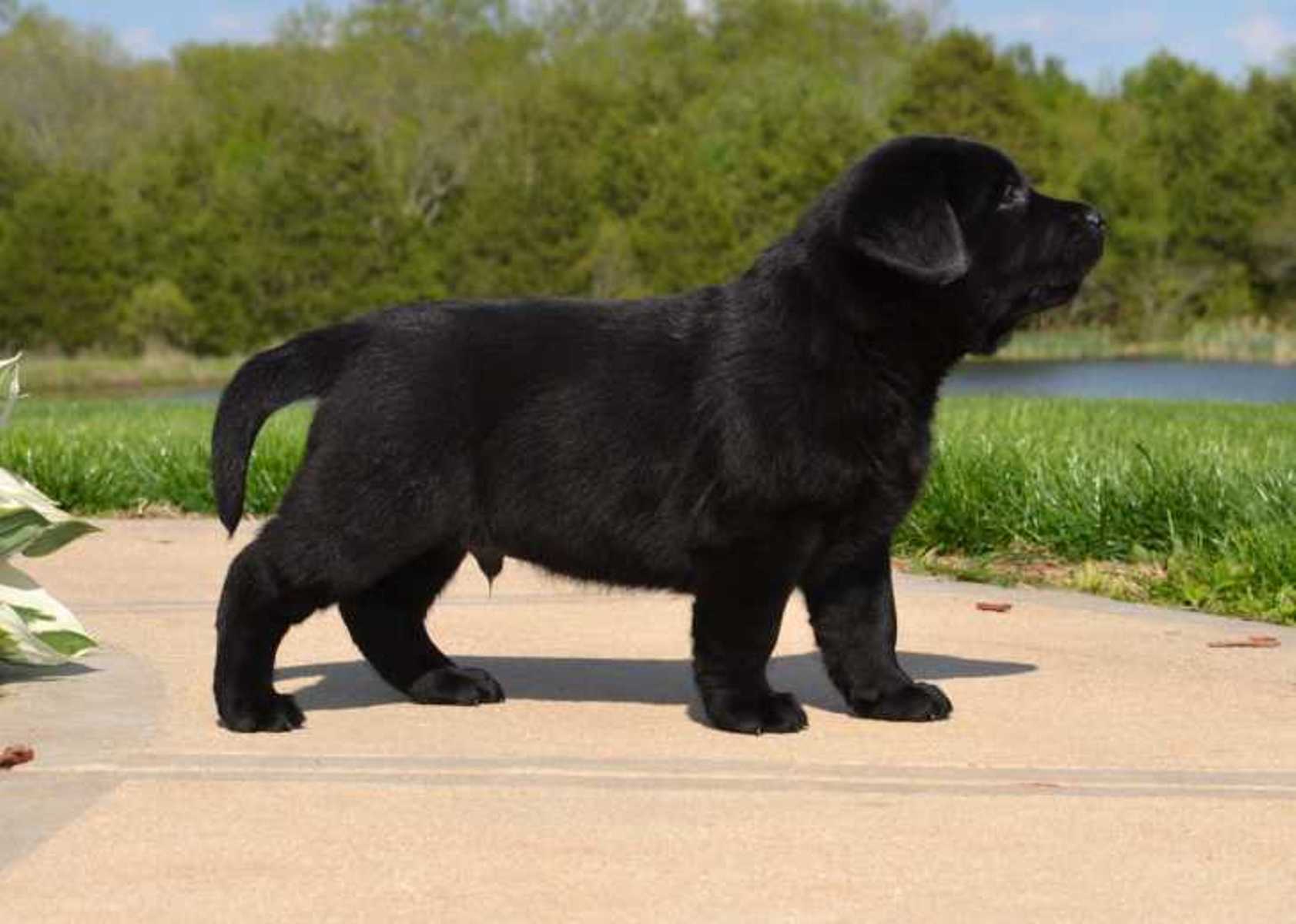 1683x1200 Black Lab Wallpaper