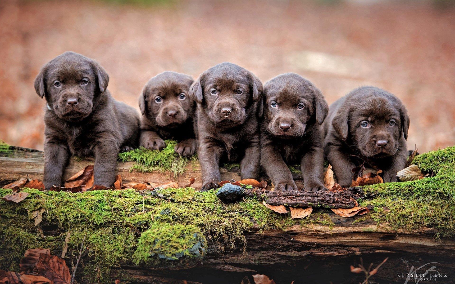 1920x1200 Chocolate Lab Puppies Wallpaper