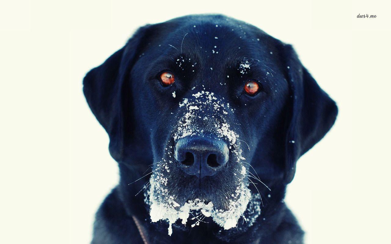 1280x800 Labrador puppies wallpaper. Dogs, breeds and everything about our best friends