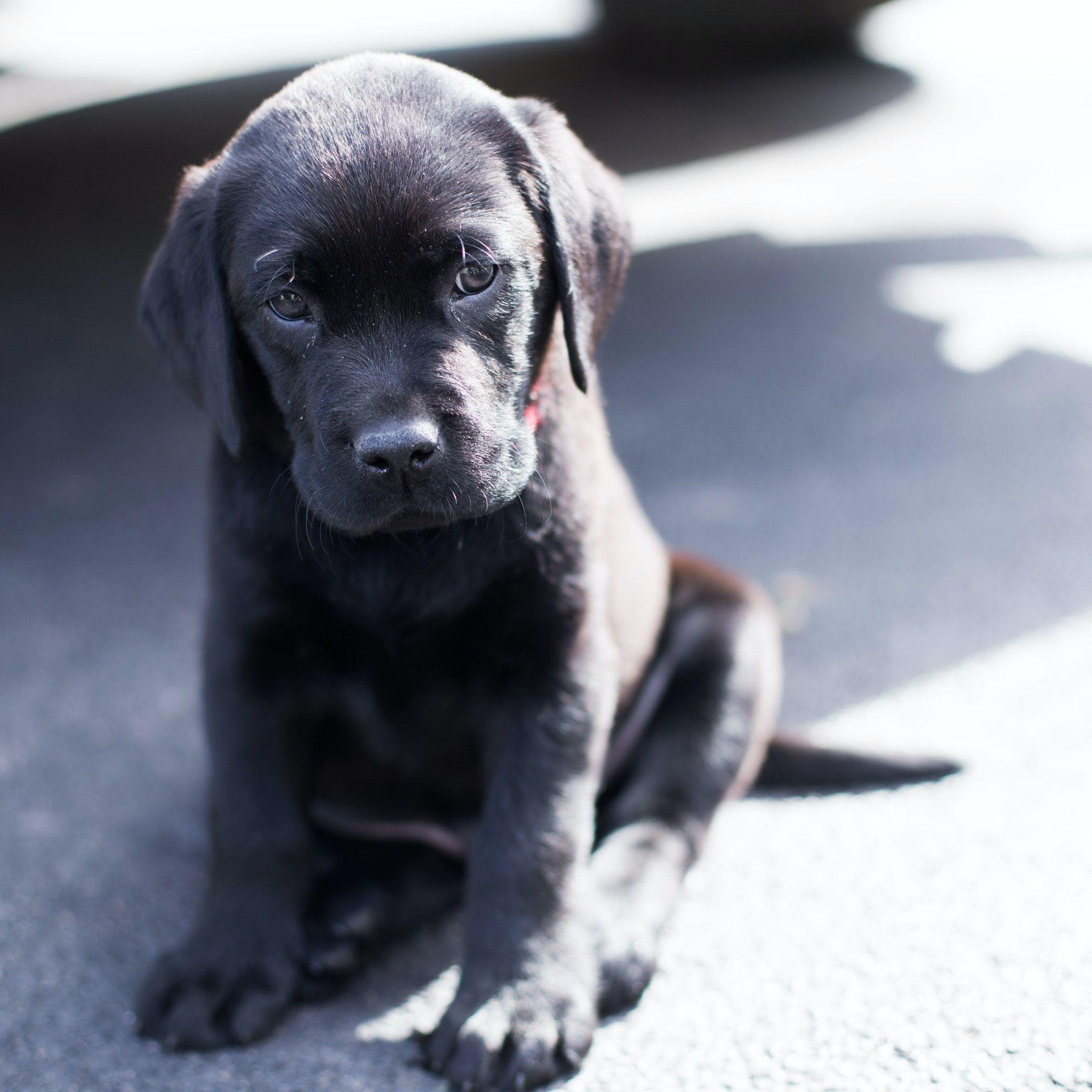 Black Lab Puppies Wallpapers - Top Free Black Lab Puppies Backgrounds ...